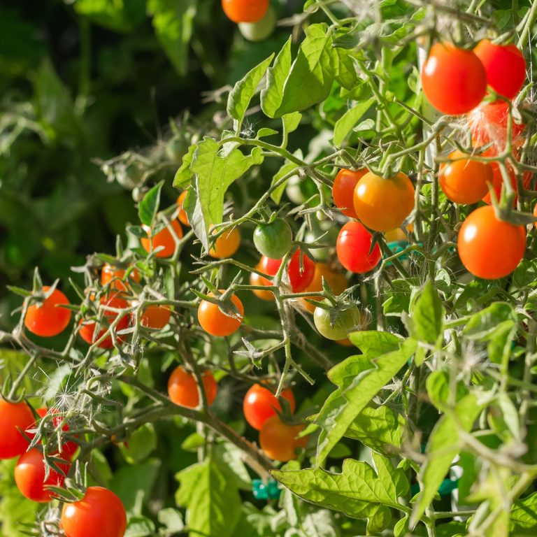 Close up of cherry tomatoes growing in a vegetable garden. High quality photo