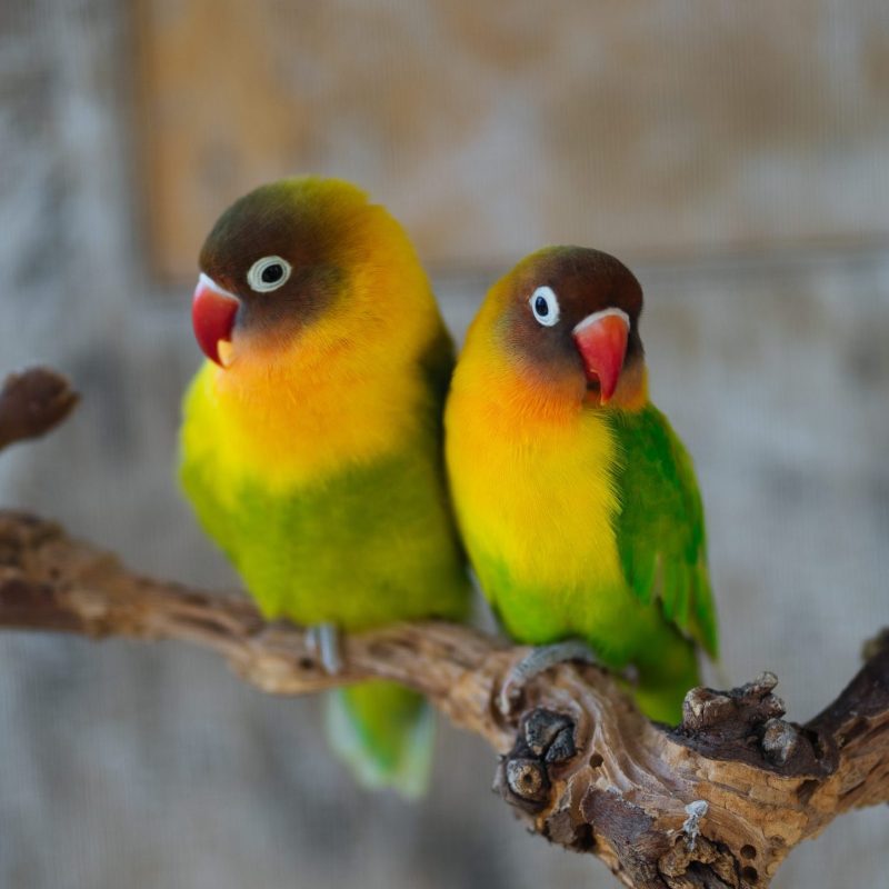 Happy colorful masked lovebirds sitting together on curved branch, one of them singing with open beak on blurred shabby grey background