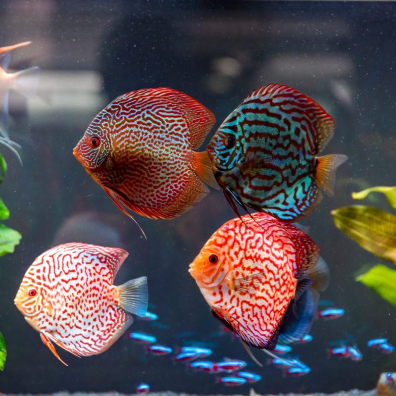 Colorful fish from the spieces Symphysodon discus in aquarium. Closeup, selective focus.