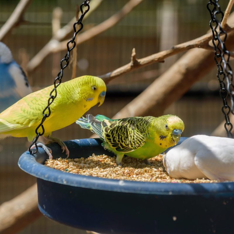 colorful-parakeets-on-a-feeder-2022-11-07-03-55-30-utc