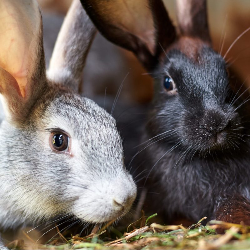 Gray and black bunny rabbits eating grass, close up