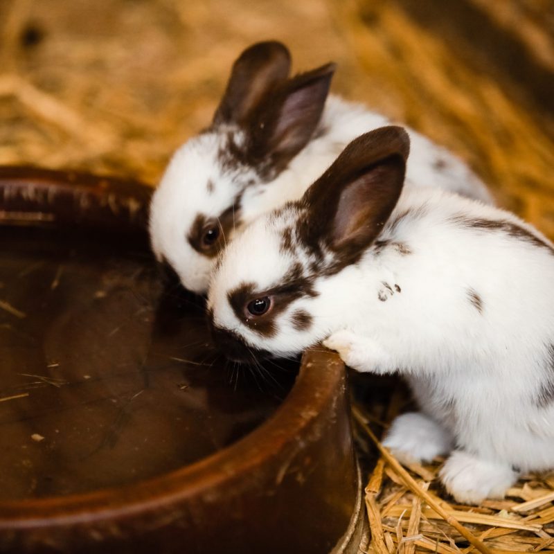 Two White Rabbits Drinking Water From Baked Clay Disc. selective focus on the rabbit.